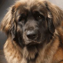 Leonbergers from BellaWood Leos