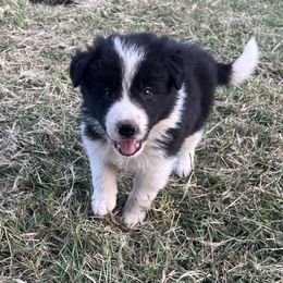 Armondo - Black and white male Border Collie puppy in Granbury, Texas from Rocking H Border Collies