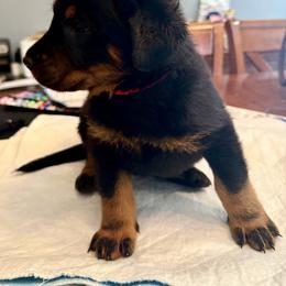 Red Collar - Black and tan male Beauceron puppy in Sterling, Illinois from Beaucerons of Tempete De Hope