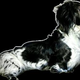 Tyrion - Dachshund