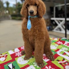 Teal collar boy - Red  male Poodle puppy in Riverside, California from Riverside red poodles