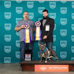 Left Foot - American Bully
