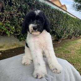 Bali - Parti female Poodle puppy in Los Angeles, California from Exquisite Doodles
