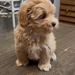 Darcy - Apricot female Maltipoo puppy in Lancaster, South Carolina from 3 Bs Havanese-PUPPIES with  PURPOSE