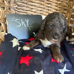 Sky - Blue merle female Aussiedoodle puppy in Eastland, Texas from H5 Mini Doodles