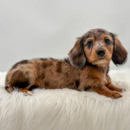 Chilli - Dapple female Dachshund puppy in Litchfield, Illinois from Charmm Dachshunds