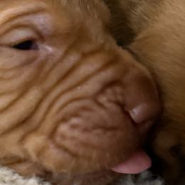 Vizslas from On Point Farm