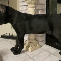 Cane Corso puppies from Spagnolo Cane Corso