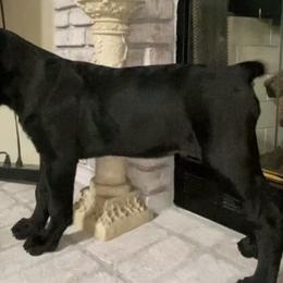 Cane Corso puppies from Spagnolo Cane Corso