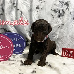 Poodle Puppies from The Poodle Boutique