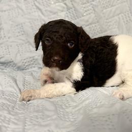 Girl 3 - Parti female Goldendoodle puppy in Ashford, Alabama from Blue Collar Kennel