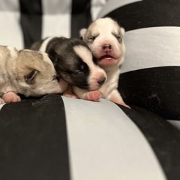 Siberian Husky Puppies from Vixen Siberians