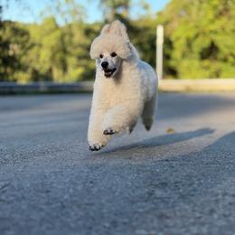 Neal - White male Poodle puppy in Dunbar, Pennsylvania from Anolani