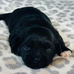 Black Female - Black and white female Shichon puppy in Grand Rapids, Michigan from Great Lakes Teddy Bear Dogs