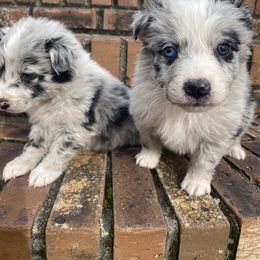 Aussiedoodle and Australian Shepherd Puppies from Dark Water Standards