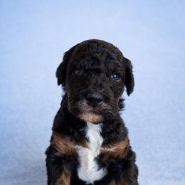 Girl 3 - Phantom female Poodle puppy in Eckert, Colorado from High Desert Poodles