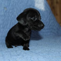 Donkey - Black male Dachshund puppy in Kilgore, Texas from The Barefield Doxies