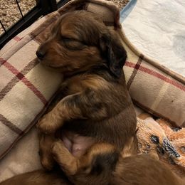 Dachshund Puppies from R&X Mini Dachshunds