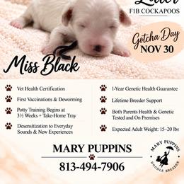 Miss Black - Buff and white female Cockapoo puppy in Tampa, Florida from Mary Puppins