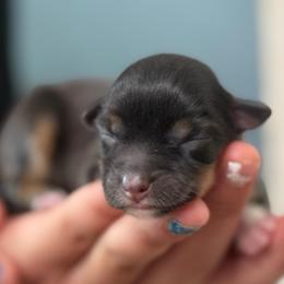 Turkey - Black tri female Toy Australian Shepherd puppy in North Lakeport, California from Wild Rose Ranch