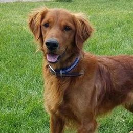 Golden Retrievers from Nala's Goldens