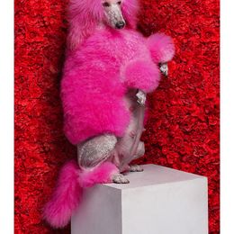 Tes - Poodle