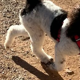 Poodles from Rainbow Desert Poodles