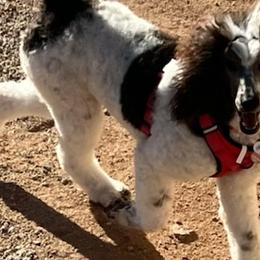 Poodles from Rainbow Desert Poodles