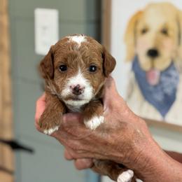 Onion - Red  female Goldendoodle puppy in Wharton, Texas from Little Fur Friends