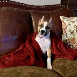 American Staffordshire Terrier Puppies from Liberty Am Staffs