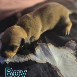 Coconut - Fawn (Isabella) male Dachshund puppy in Hollis, Oklahoma from Write Breed Doxies