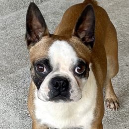 Jake - Boston Terrier