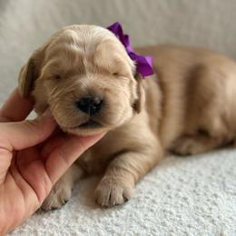 Breckenridge- purple collar - Golden female Golden Retriever puppy in Colorado Springs, Colorado from Mercy Mountain Bernedoodles