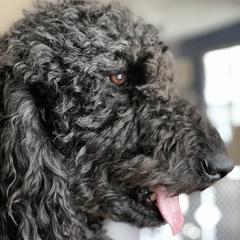 Double Doodles from Wicker Doodles