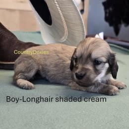 Shaded cream boy - Cream male Dachshund puppy in Cedar City, Utah from Country Doxies