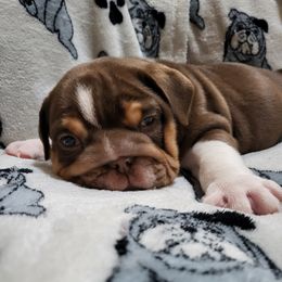 Bulldogs and French Bulldogs from Jose's Bulldogs and French Bulldogs