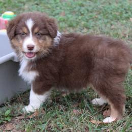 Madison - Red tri-color female Australian Shepherd puppy in Kansas, Oklahoma from Windy G Farm