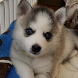 Girl yellow collar - Silver and white female Pomsky puppy in Leesburg, Virginia from Capital Pomsky