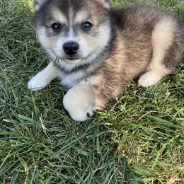 Pomsky Puppies from Goodness Gracious Pomskies