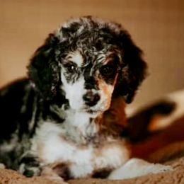 Amelia - Blue merle Assorted Doodle Crosses puppy in Summerfield, Florida from Millennium Farms