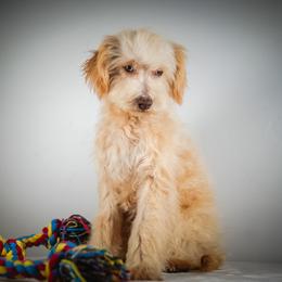 Rex - Apricot male Schnoodle puppy in Caldwell, Idaho from Boise Doodle Co.