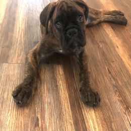 Boxer Puppies from Aleman Euro Boxers