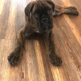 Boxer Puppies from Aleman Euro Boxers