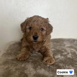 Cookie - Red  male Goldendoodle puppy in Crothersville, Indiana from Wischmeier’s Doodles