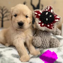 Eleven - Golden female Golden Retriever puppy in Duncan, South Carolina from Glimmer Goldens