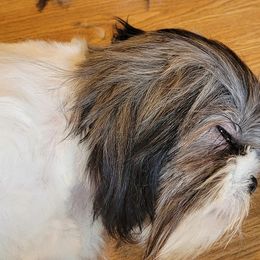 Shih Tzus from Tayson's AKC Shih Tzus