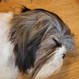 Shih Tzus from Tayson's AKC Shih Tzus