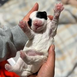 Willow - Brown and white female Bernedoodle puppy in Gainesville, Florida from Alyssa Xxweetdoodles