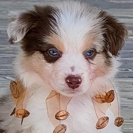 Kolt - Red merle male Australian Shepherd puppy in Falcon, Missouri from Edge Farm LLC