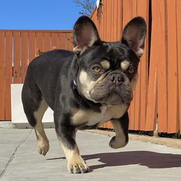 King Henry - French Bulldog